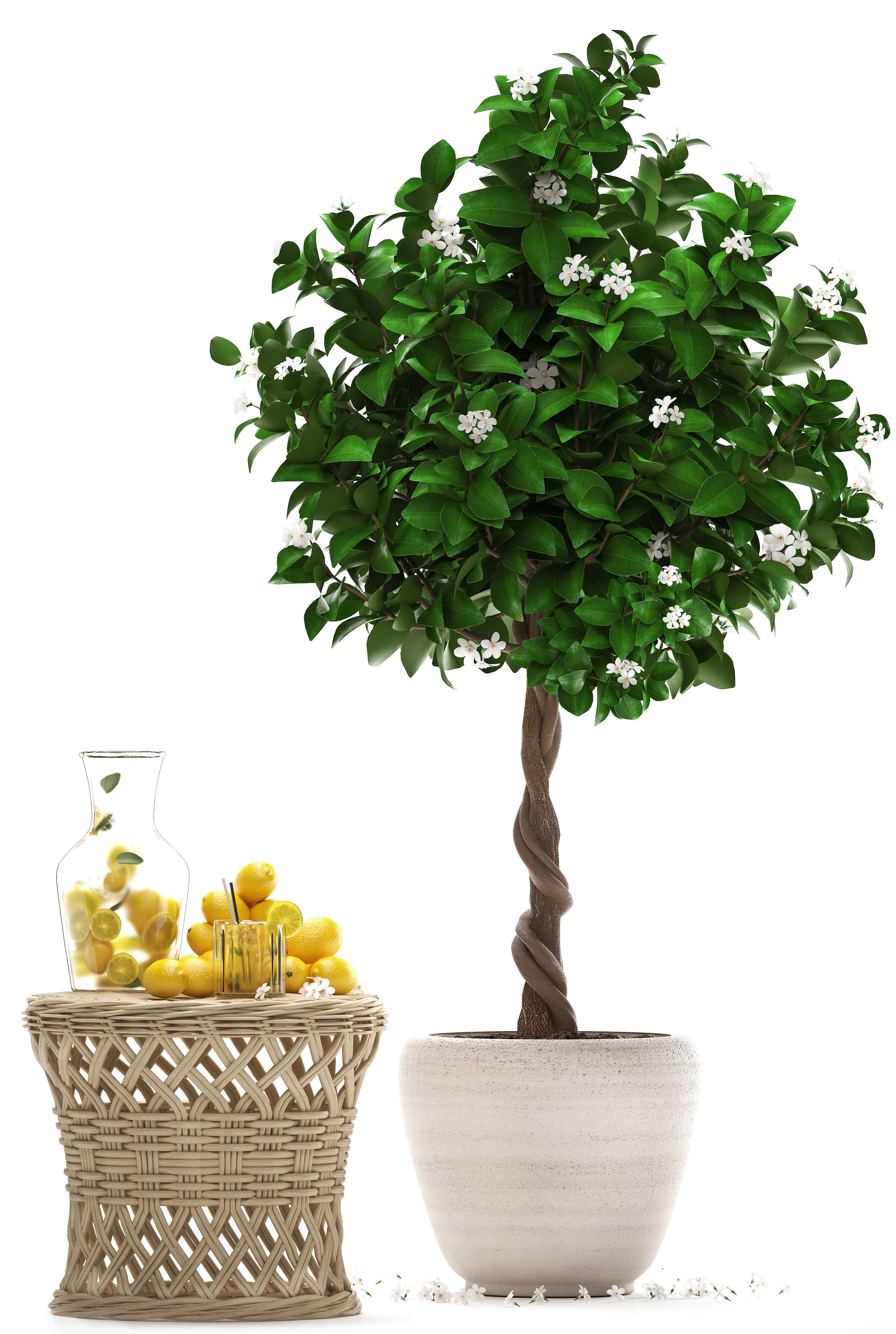 Lemon Tree with Fruit garden tree 3D model_5