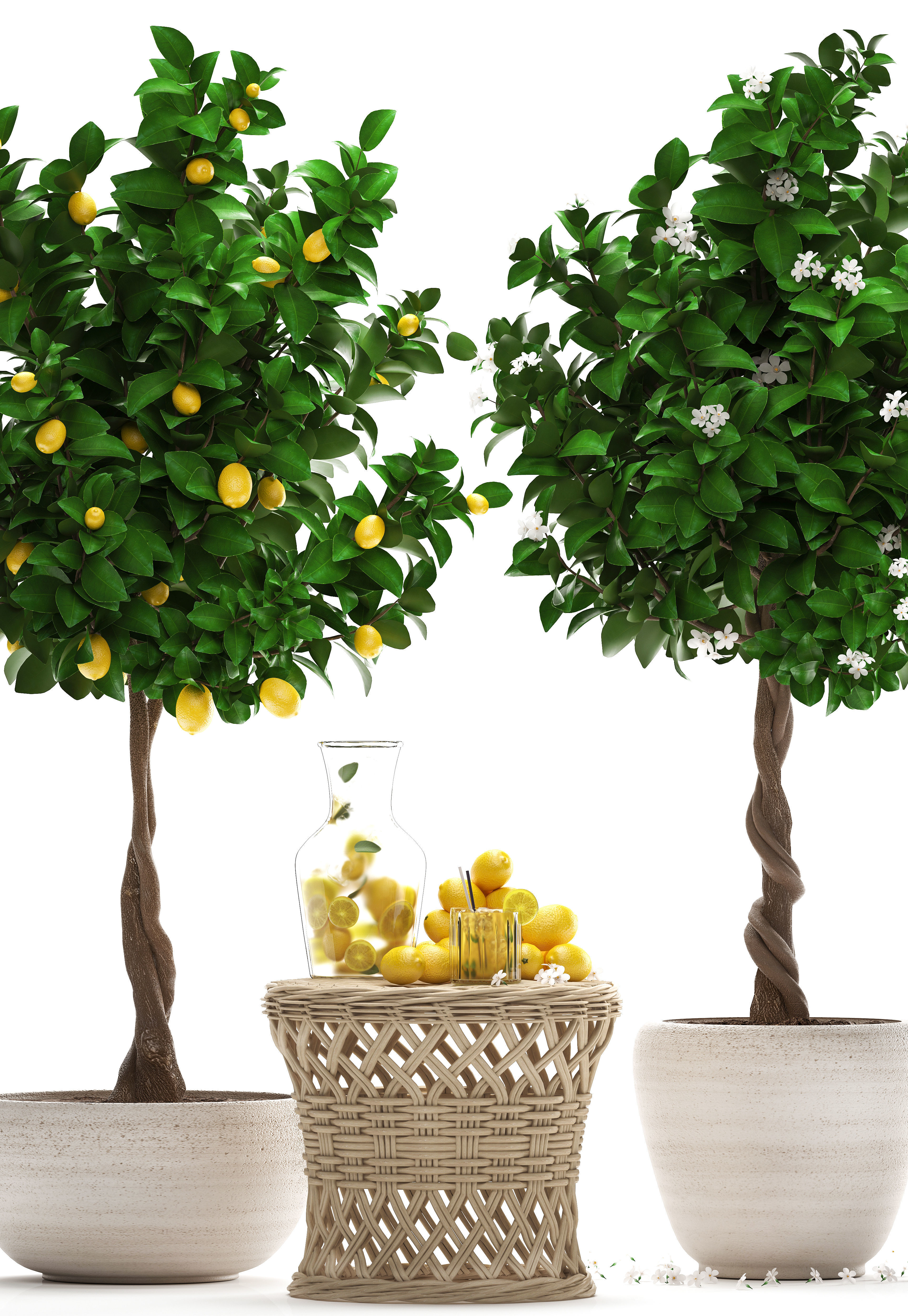 Lemon Tree with Fruit garden tree 3D model_12