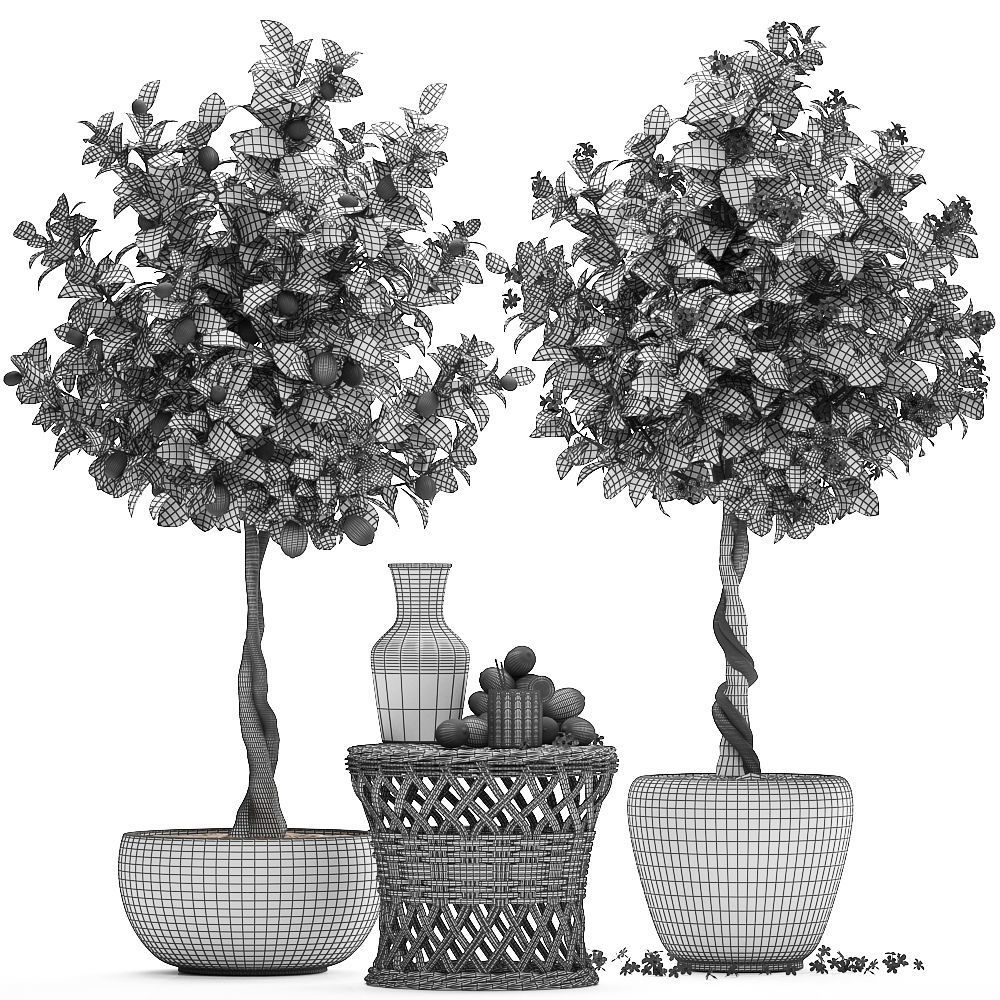 Lemon Tree with Fruit garden tree 3D model_7