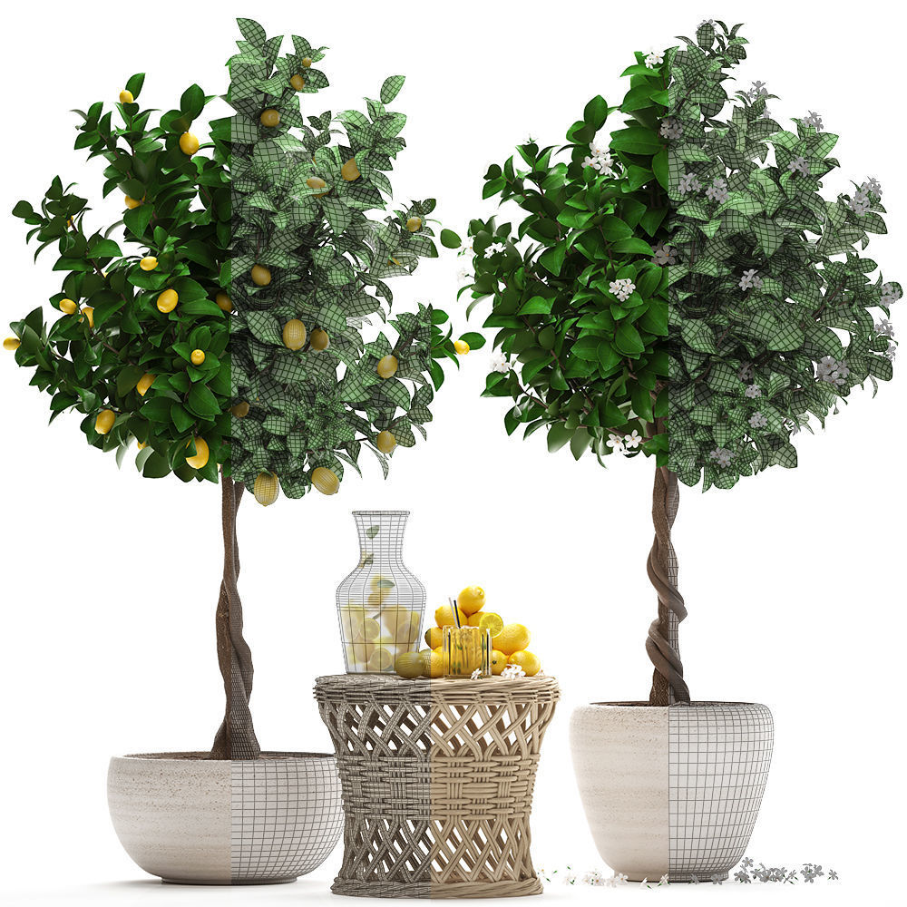 Lemon Tree with Fruit garden tree 3D model_8
