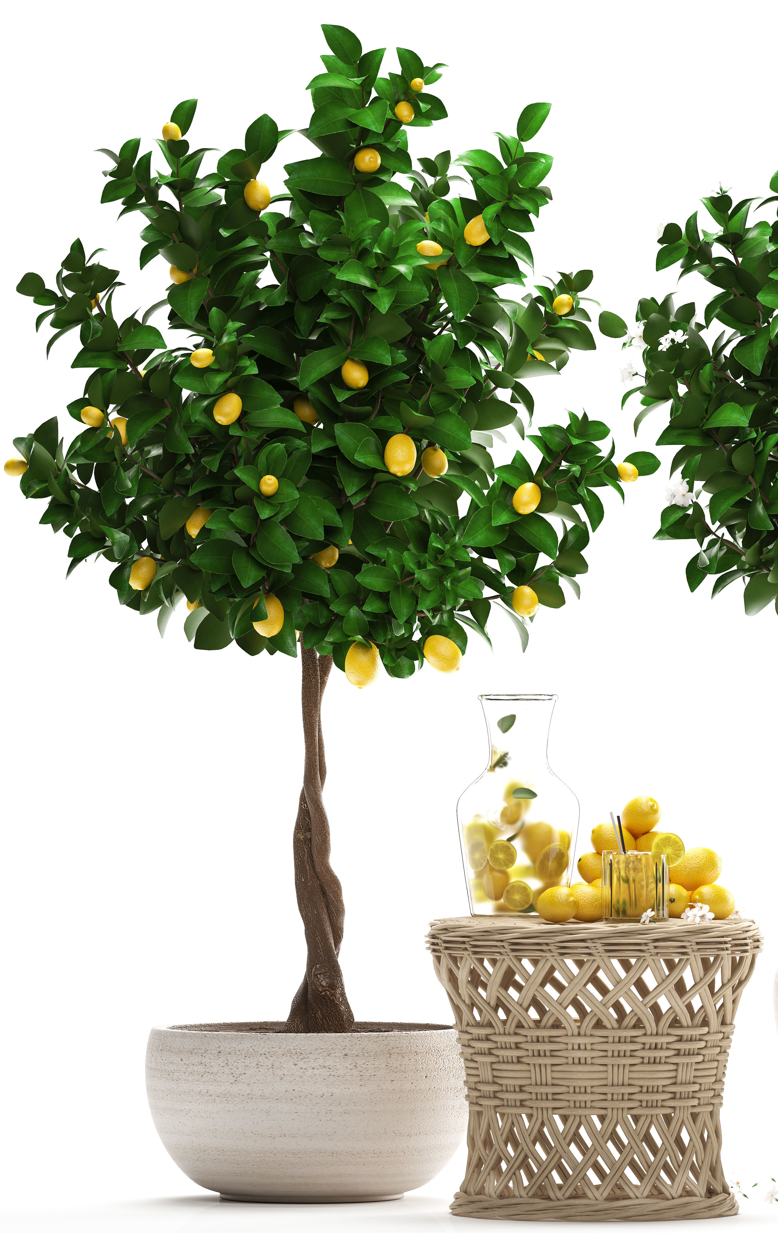Lemon Tree with Fruit garden tree 3D model_2