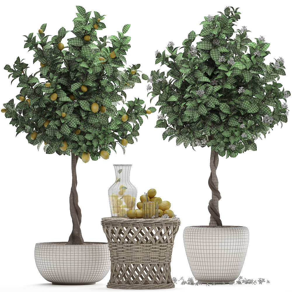 Lemon Tree with Fruit garden tree 3D model_6