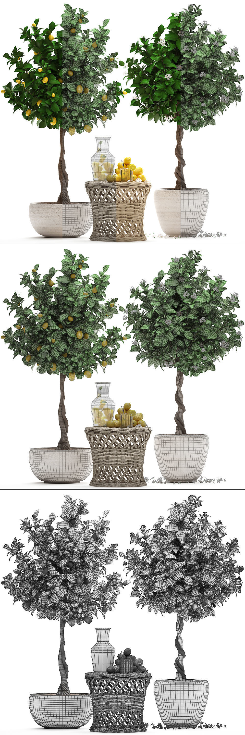 Lemon Tree with Fruit garden tree 3D model_9