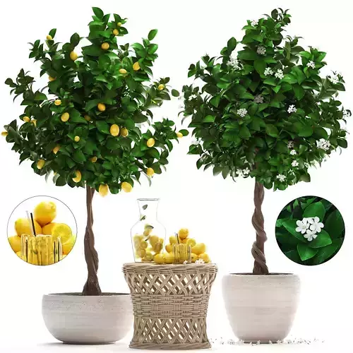 Lemon Tree with Fruit garden tree 3D model