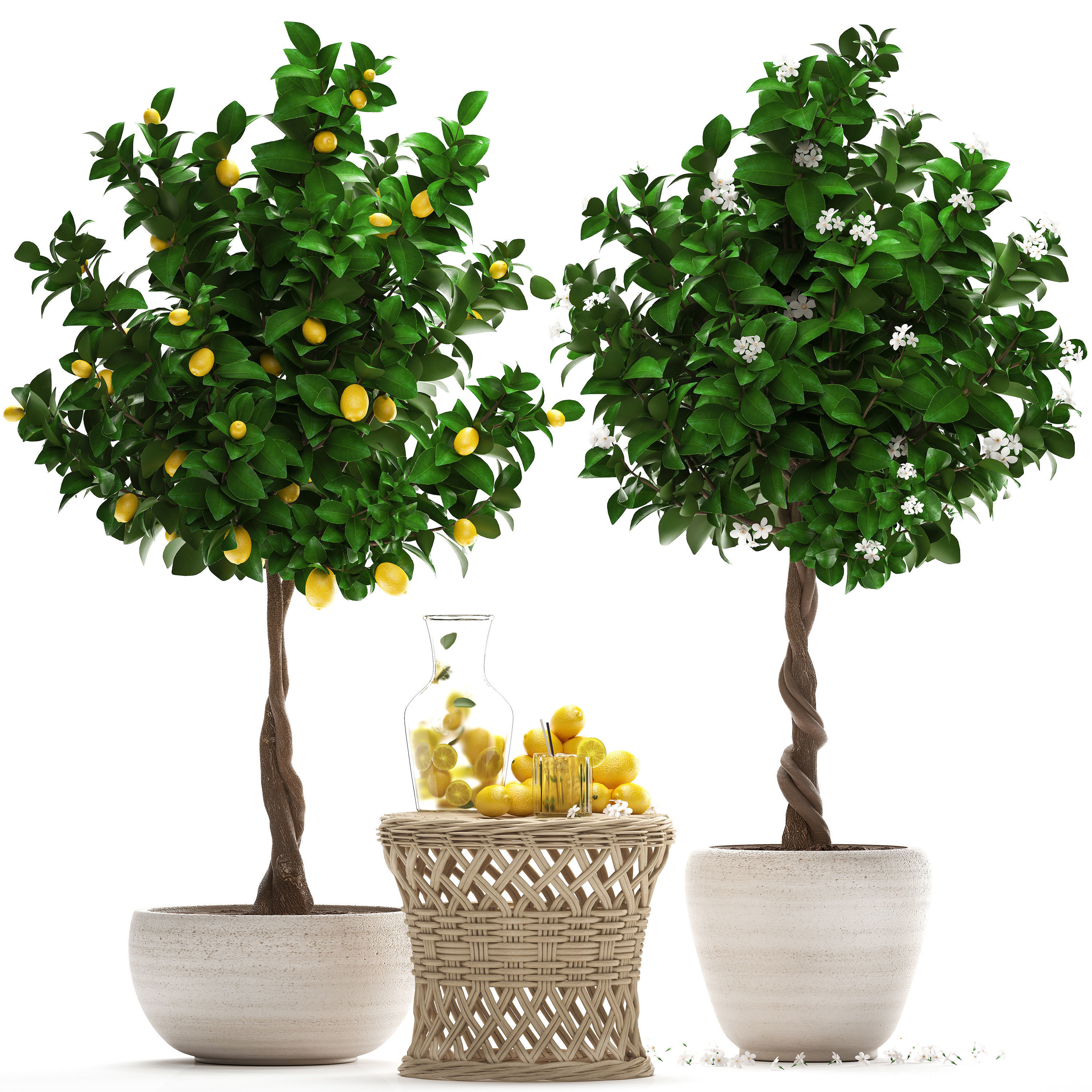 Lemon Tree with Fruit garden tree 3D model_11