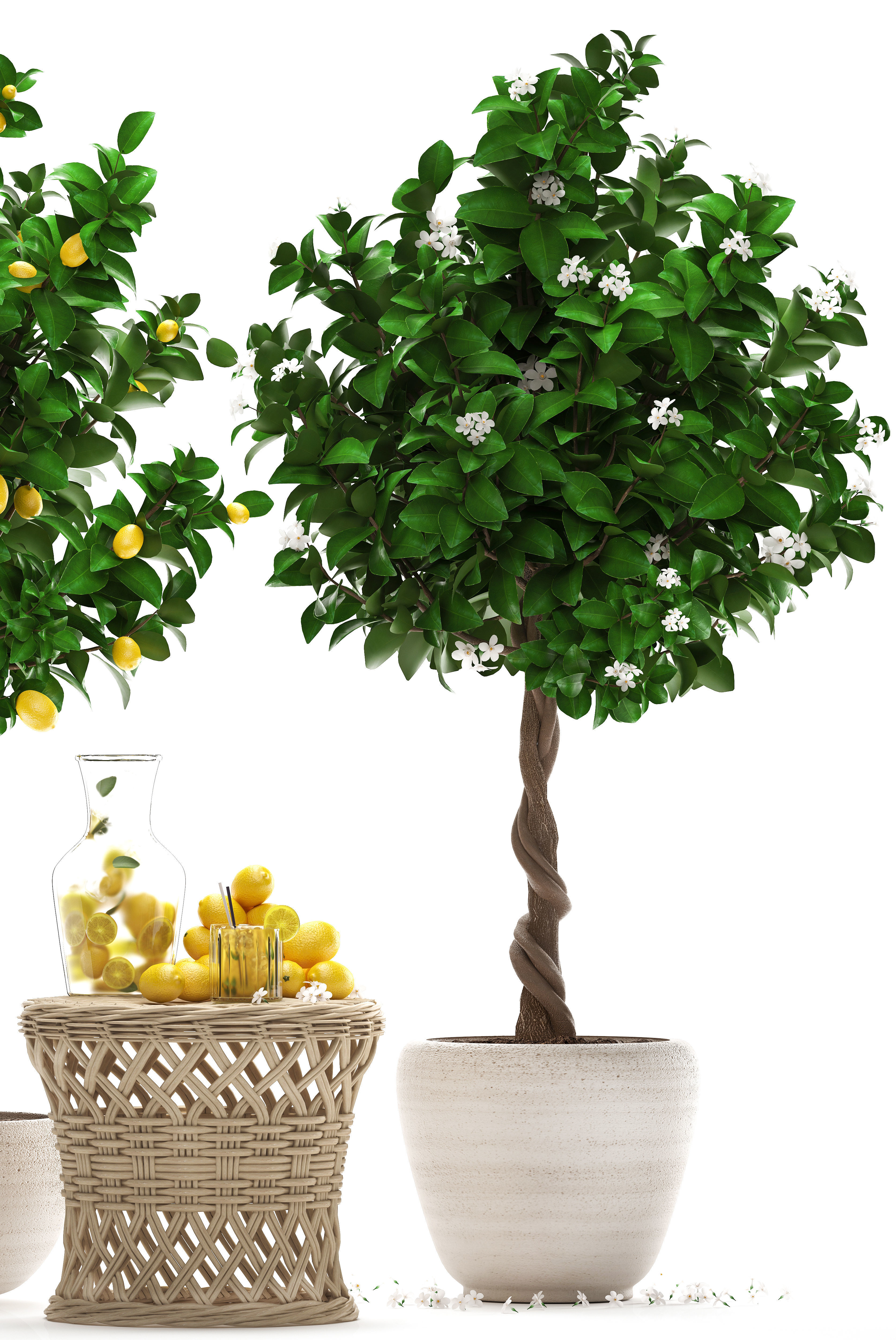 Lemon Tree with Fruit garden tree 3D model_3