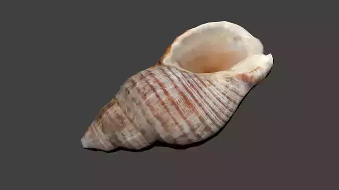 Spiral Seashell Photogrammetry  Low-poly 3D model