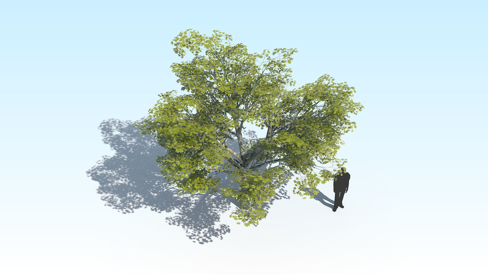 Maple Acer Tree 02 ArchViz 3D model_6