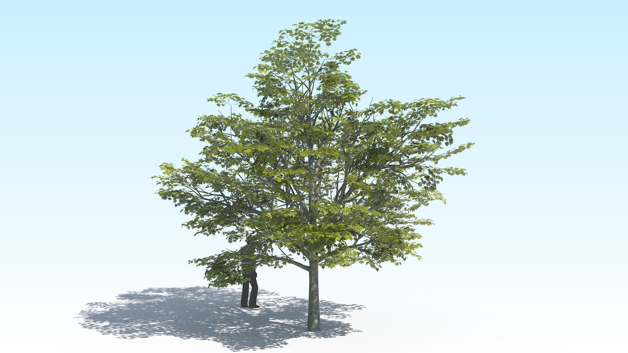 Maple Acer Tree 02 ArchViz 3D model_4