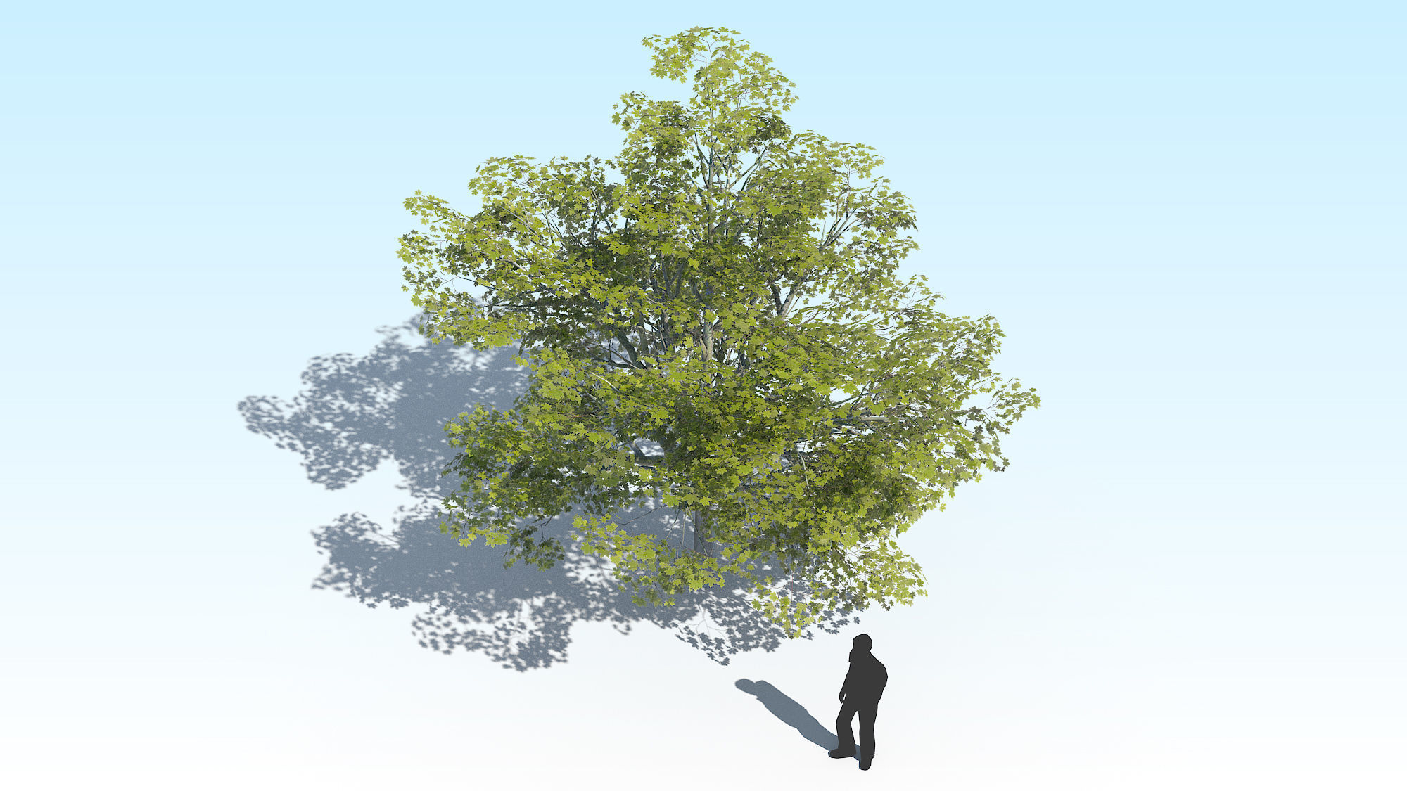 Maple Acer Tree 02 ArchViz 3D model_7
