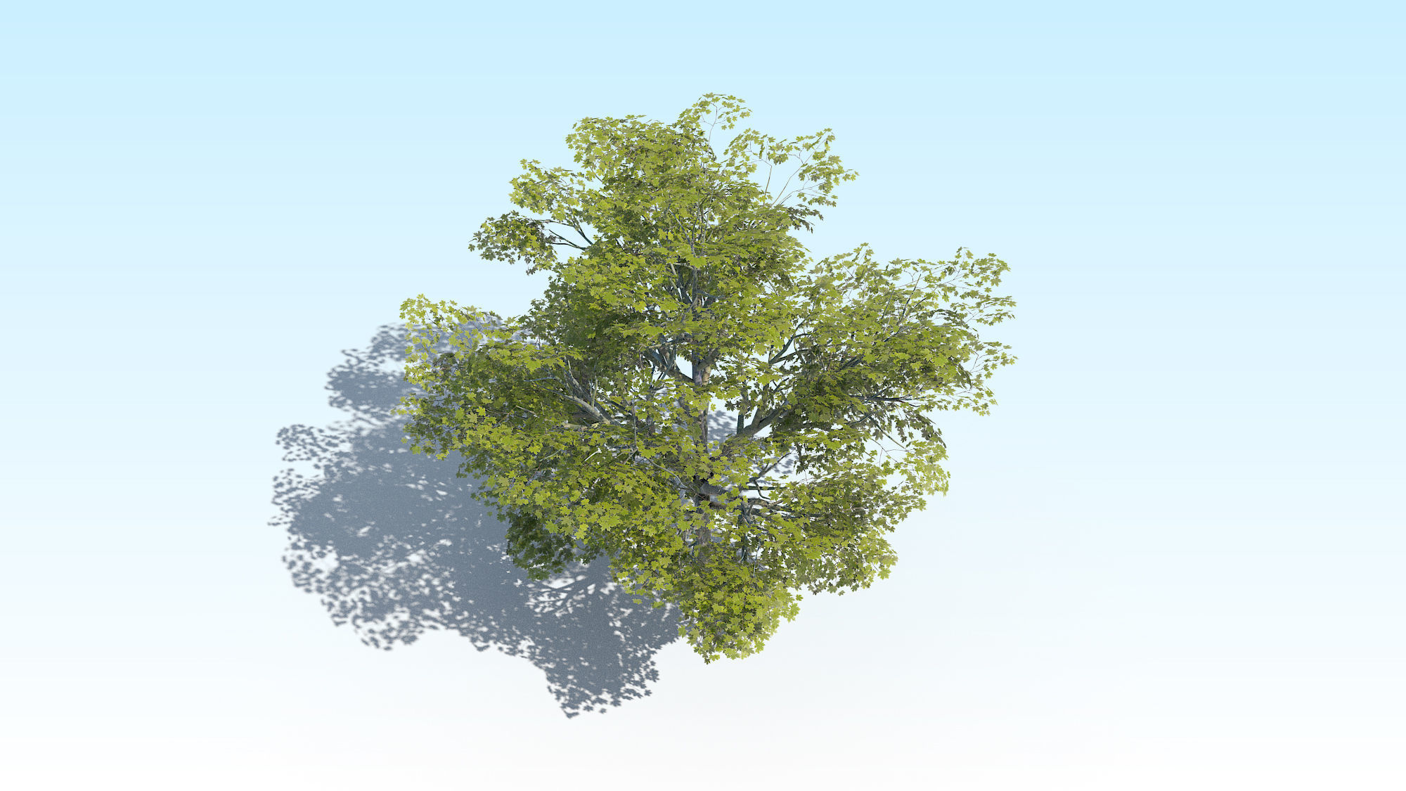 Maple Acer Tree 02 ArchViz 3D model_10