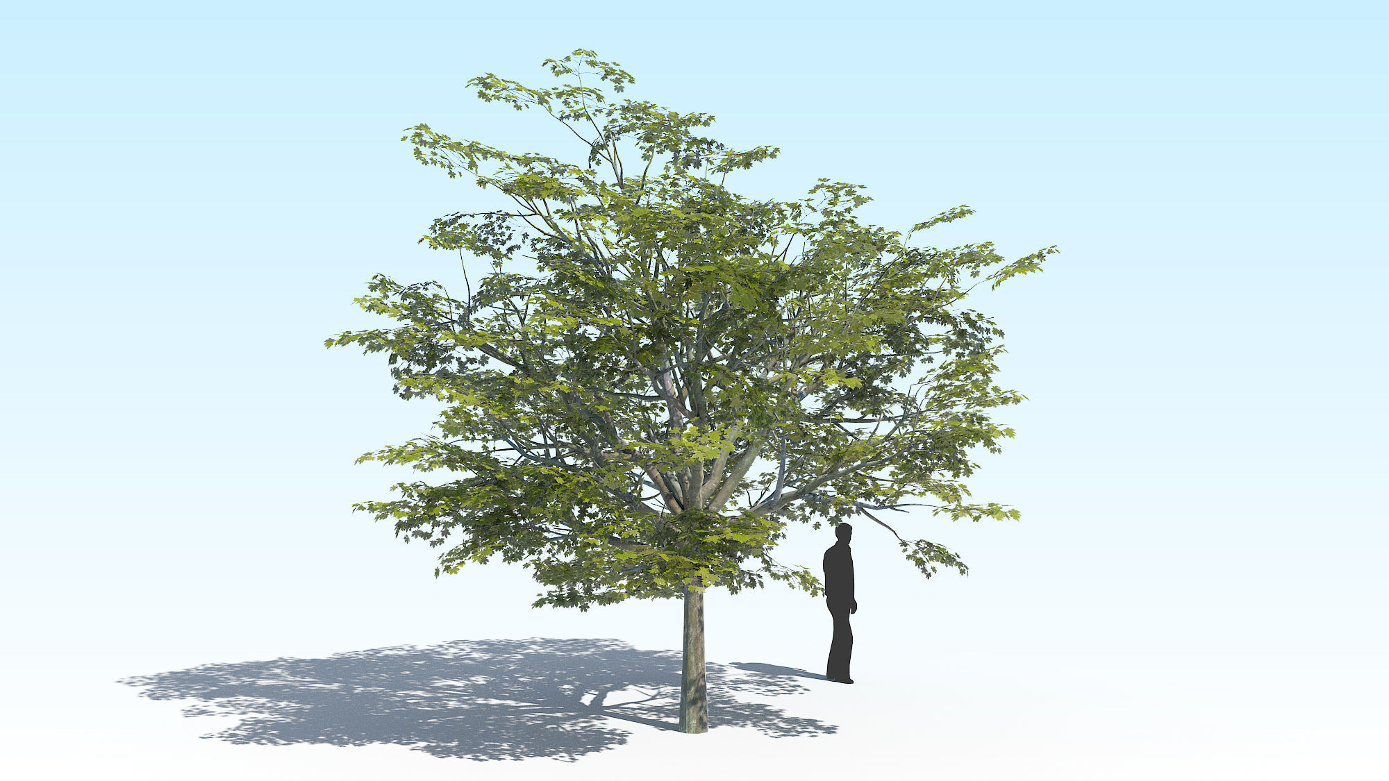 Maple Acer Tree 02 ArchViz 3D model_5