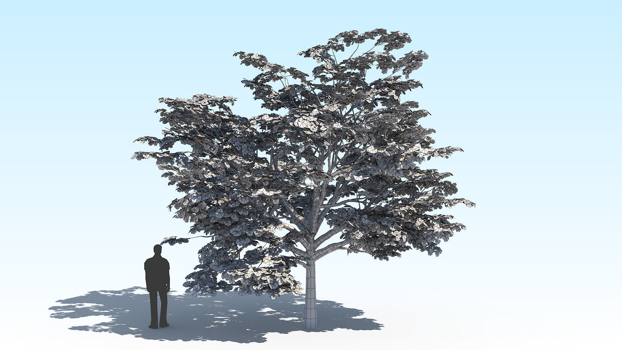 Maple Acer Tree 02 ArchViz 3D model_16
