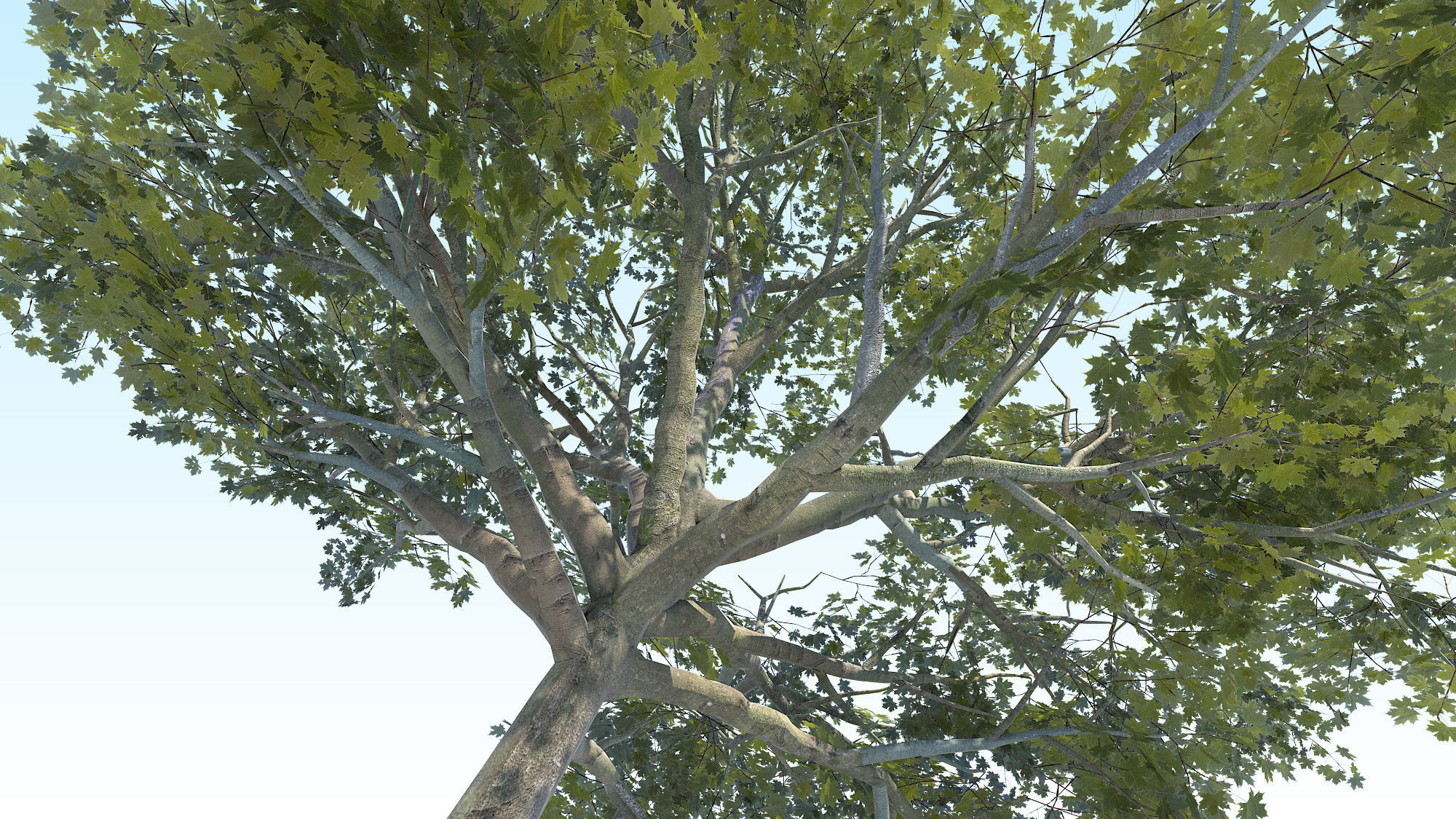 Maple Acer Tree 02 ArchViz 3D model_12