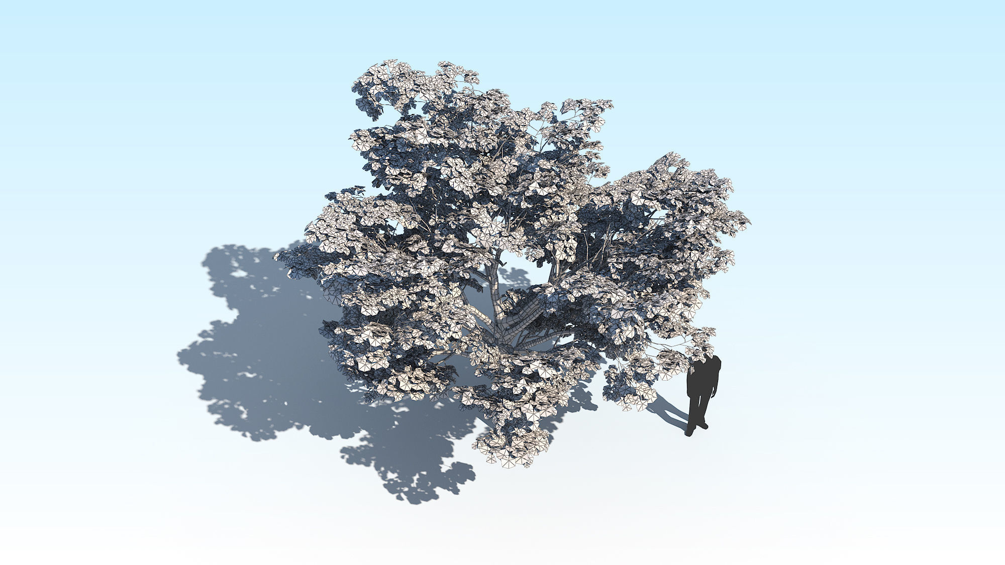 Maple Acer Tree 02 ArchViz 3D model_19