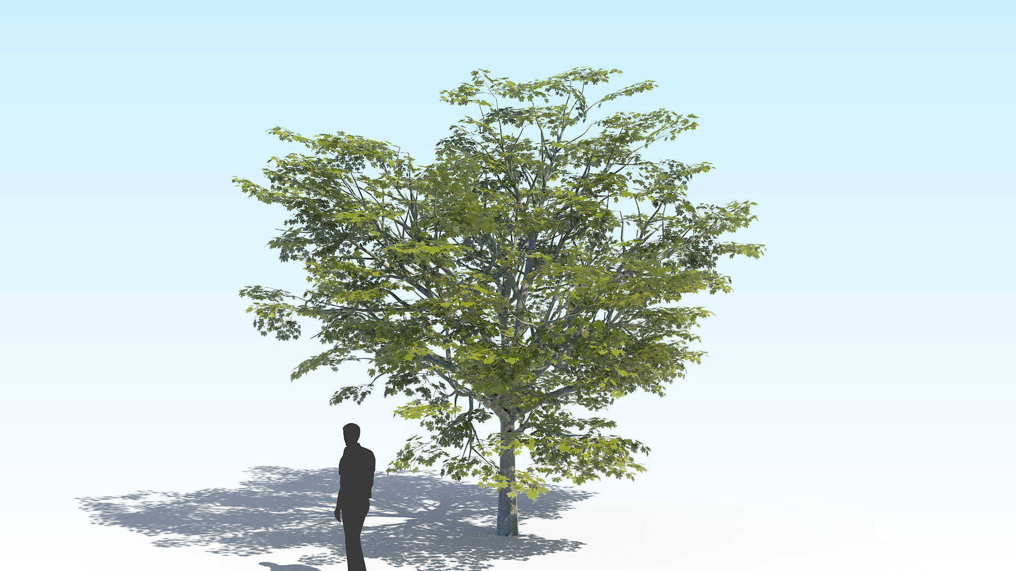 Maple Acer Tree 02 ArchViz 3D model_2