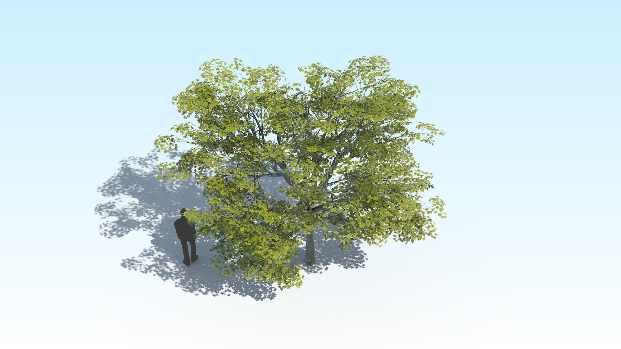 Maple Acer Tree 02 ArchViz 3D model_9