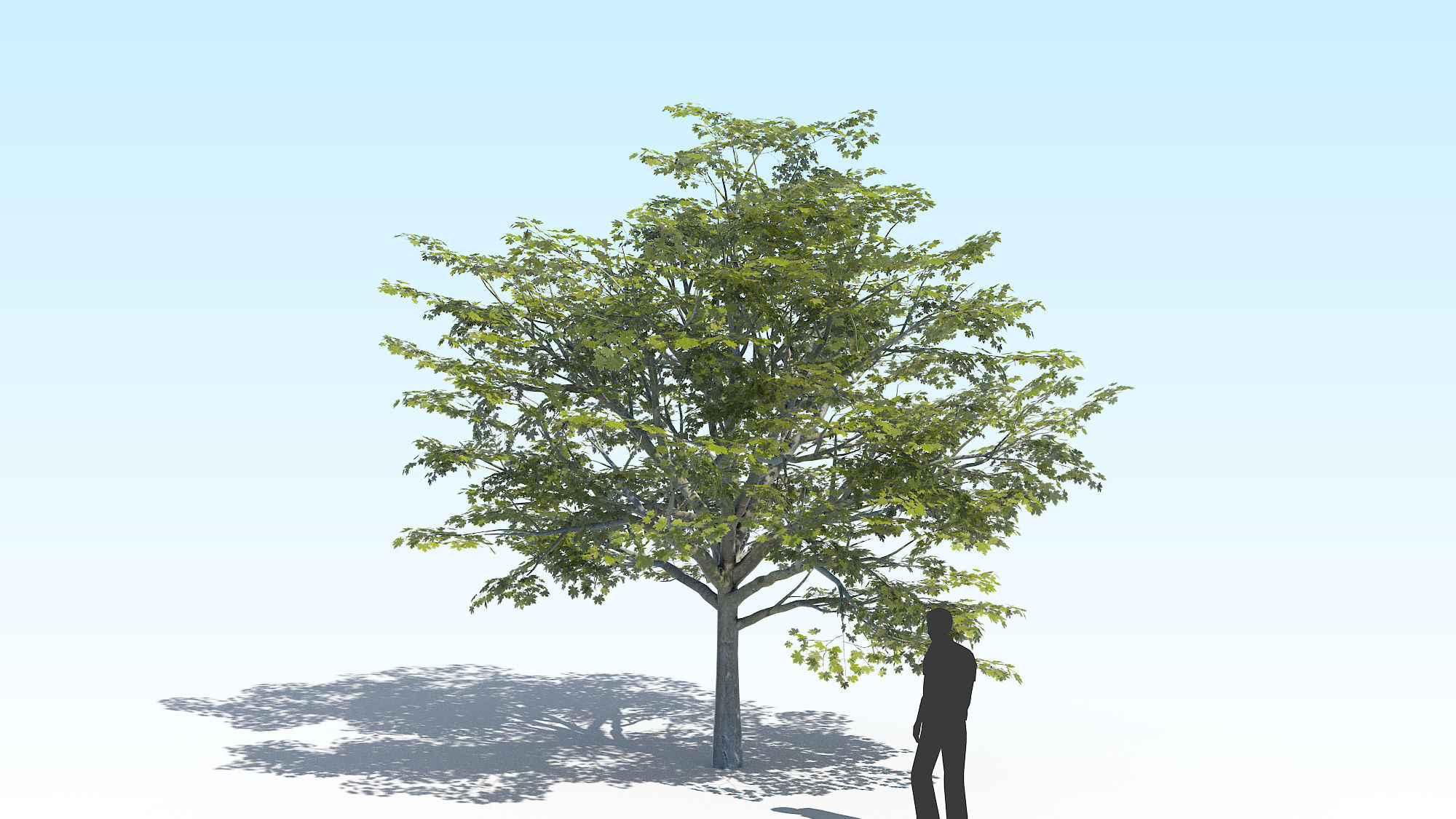 Maple Acer Tree 02 ArchViz 3D model_1