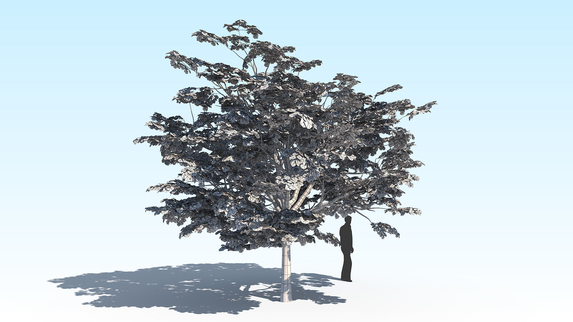 Maple Acer Tree 02 ArchViz 3D model_18