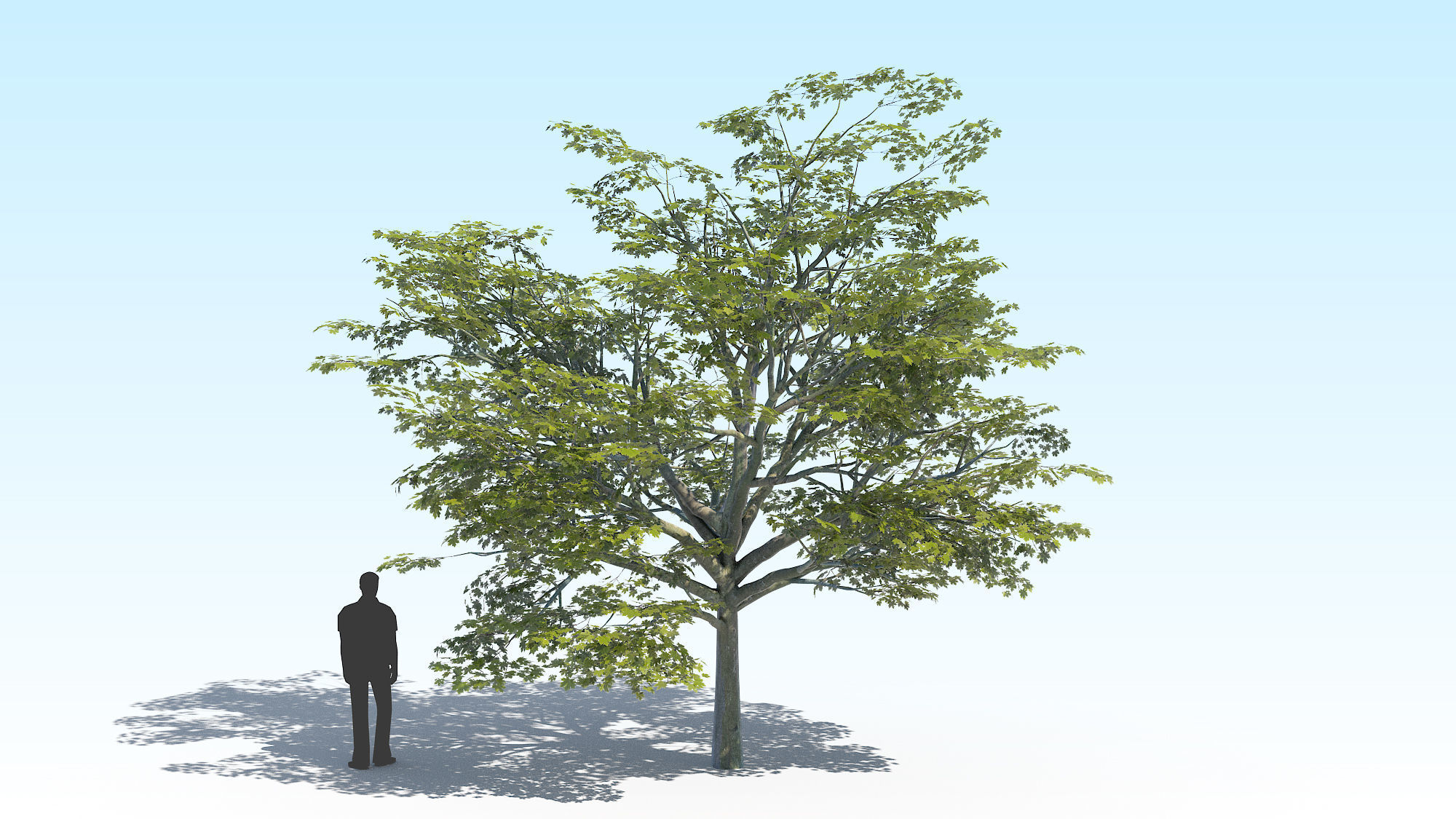 Maple Acer Tree 02 ArchViz 3D model_3