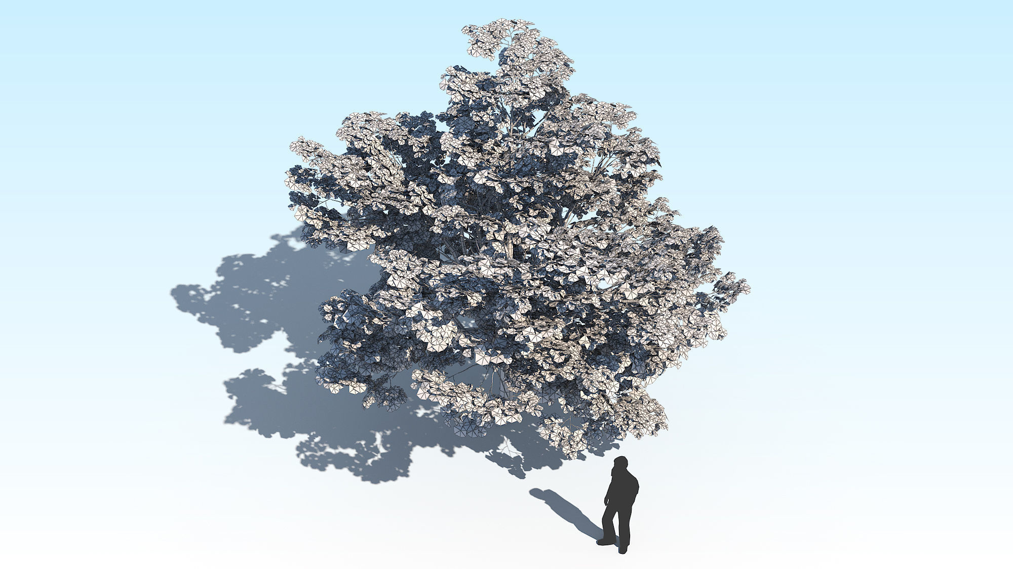 Maple Acer Tree 02 ArchViz 3D model_20