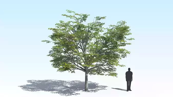 Maple Acer Tree 02 ArchViz 3D model