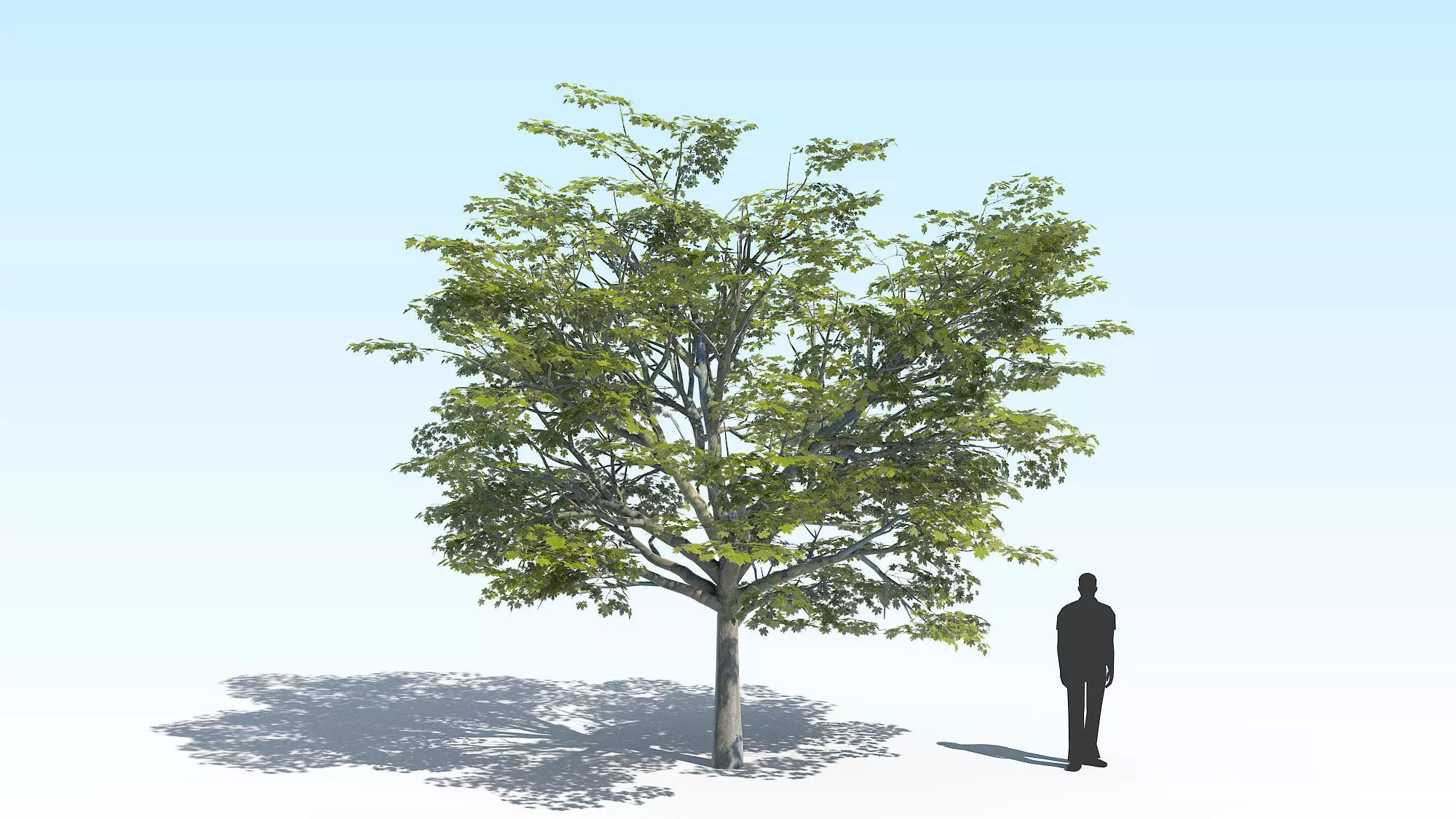 Maple Acer Tree 02 ArchViz 3D model_0