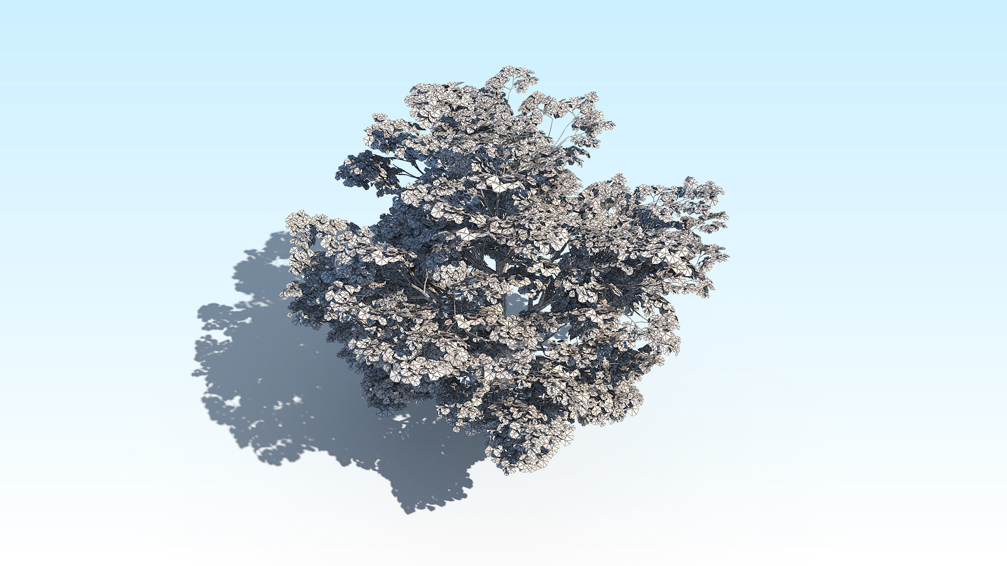 Maple Acer Tree 02 ArchViz 3D model_23