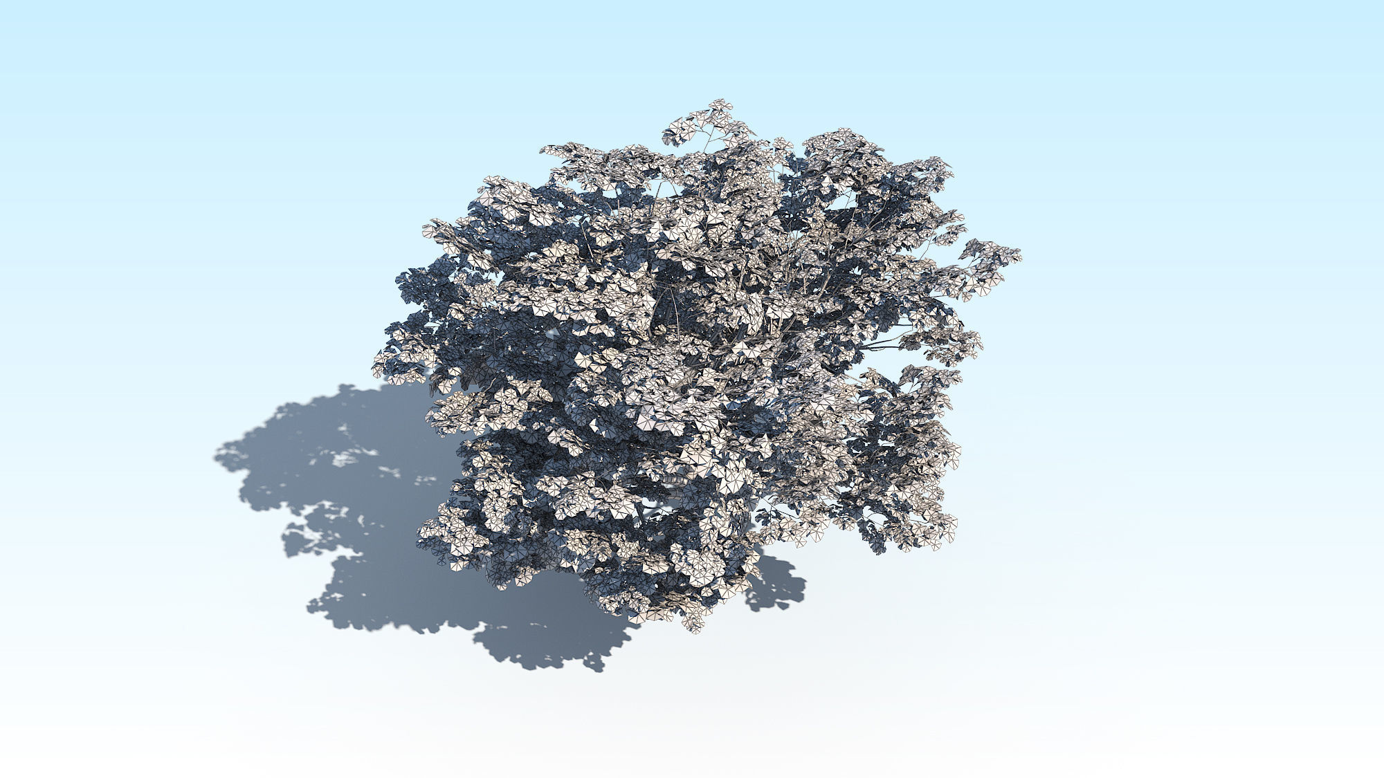 Maple Acer Tree 02 ArchViz 3D model_24