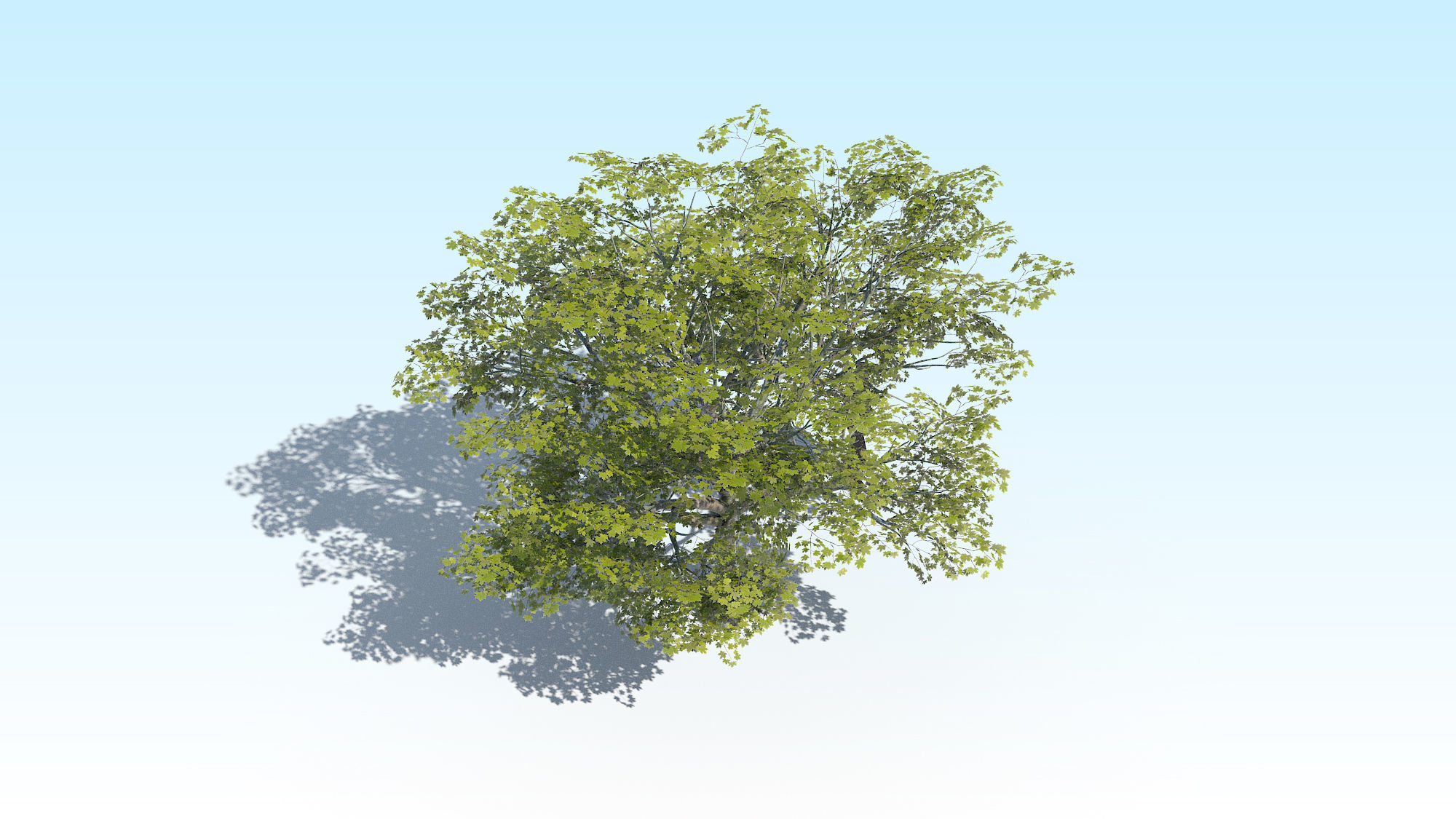 Maple Acer Tree 02 ArchViz 3D model_11
