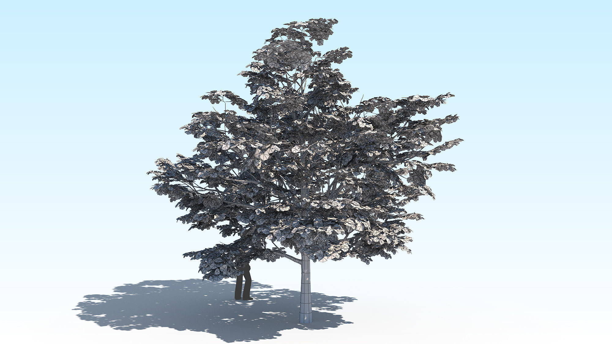 Maple Acer Tree 02 ArchViz 3D model_17