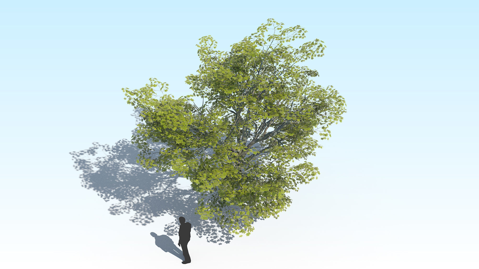 Maple Acer Tree 02 ArchViz 3D model_8