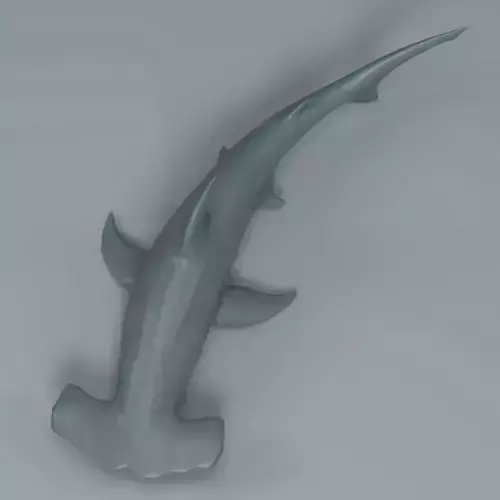 Hammerhead Shark  3D print model