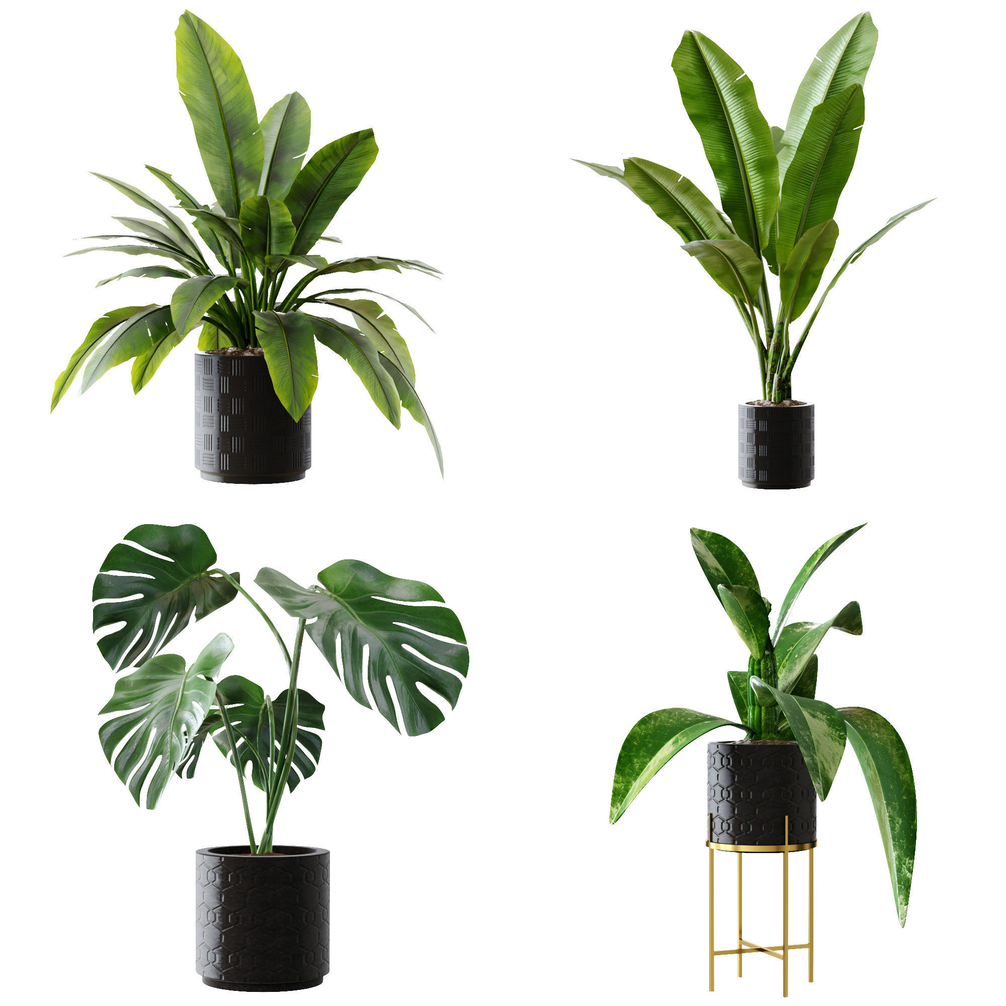 Collection plants 3D model tropical plant in pot 3D model_5