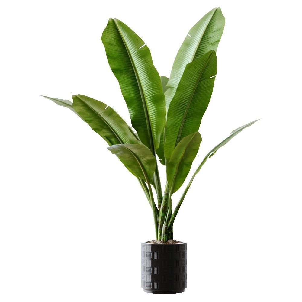 Collection plants 3D model tropical plant in pot 3D model_2