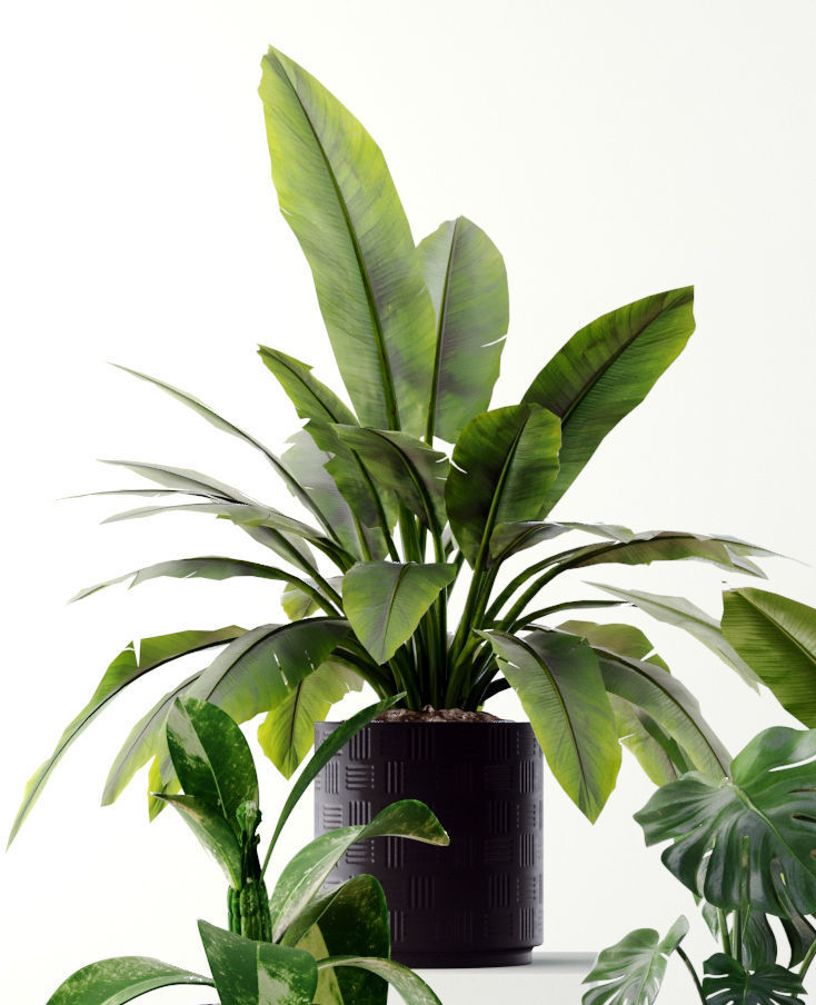 Collection plants 3D model tropical plant in pot 3D model_6
