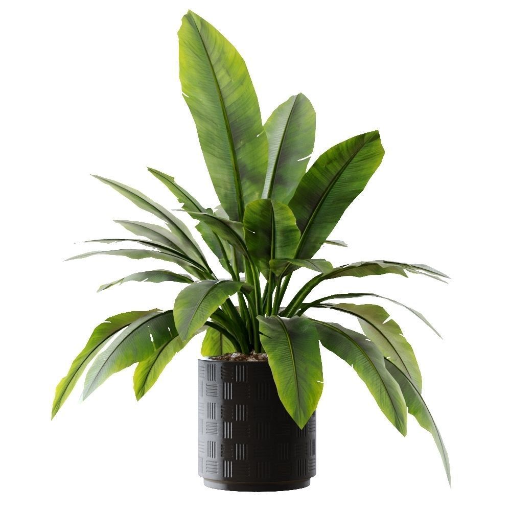 Collection plants 3D model tropical plant in pot 3D model_1