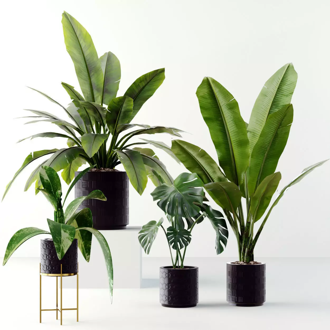 Collection plants 3D model tropical plant in pot 3D model_0