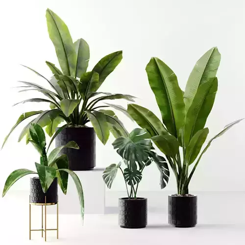 Collection plants 3D model tropical plant in pot 3D model