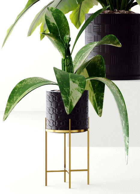 Collection plants 3D model tropical plant in pot 3D model_7