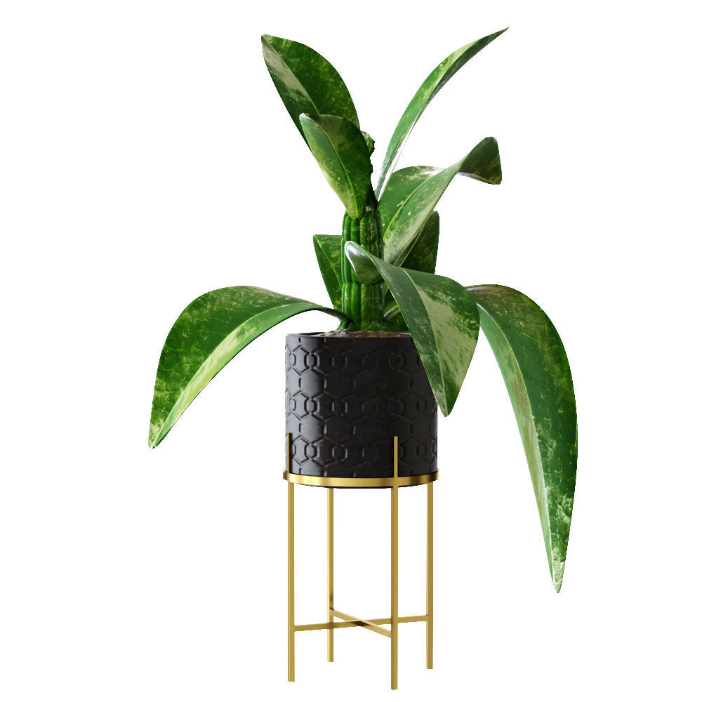 Collection plants 3D model tropical plant in pot 3D model_4