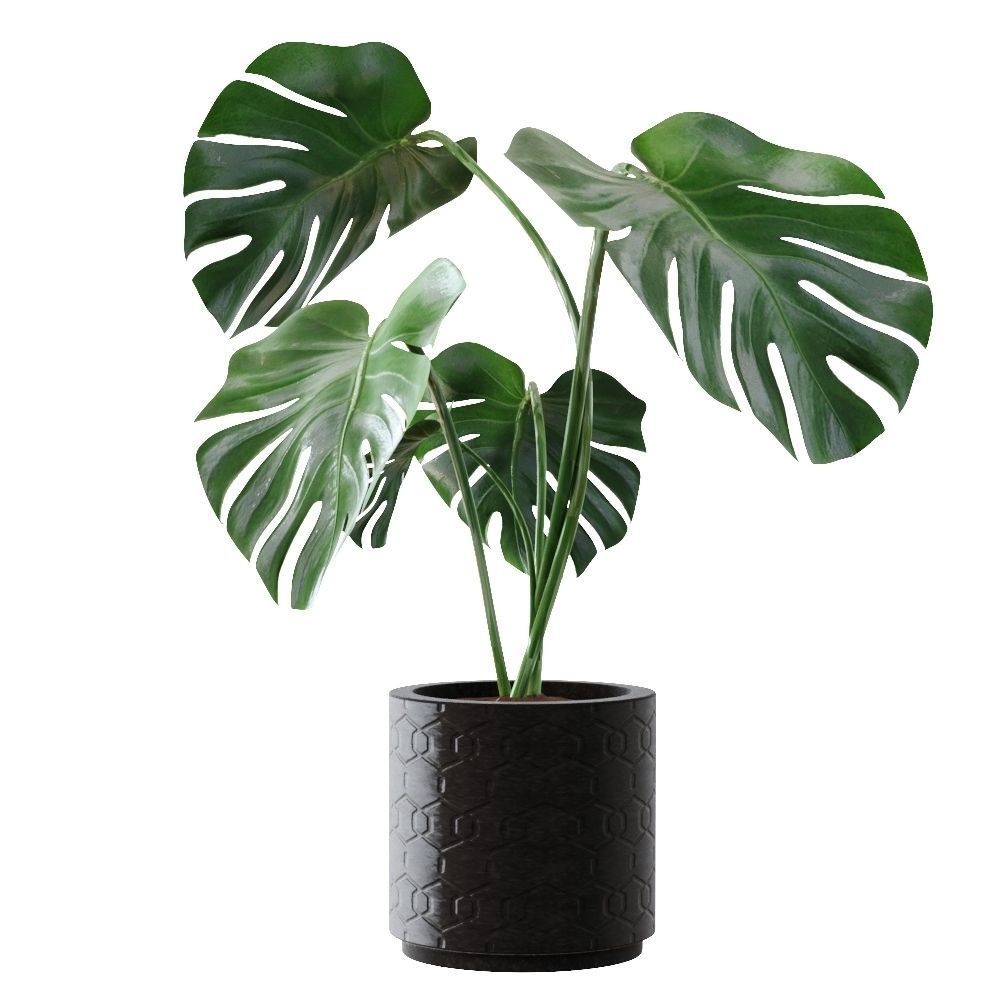 Collection plants 3D model tropical plant in pot 3D model_3