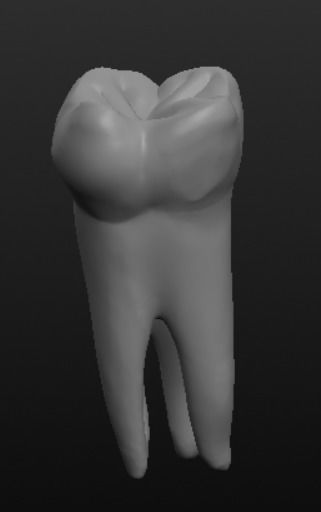 Tooth molar 3D model_4