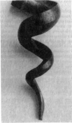 Viktor Schaubergers Original Whorl Pipe  3D print model_2