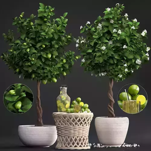 Lemon Tree with Fruit 3D model
