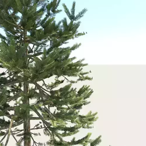 Pine Tree 