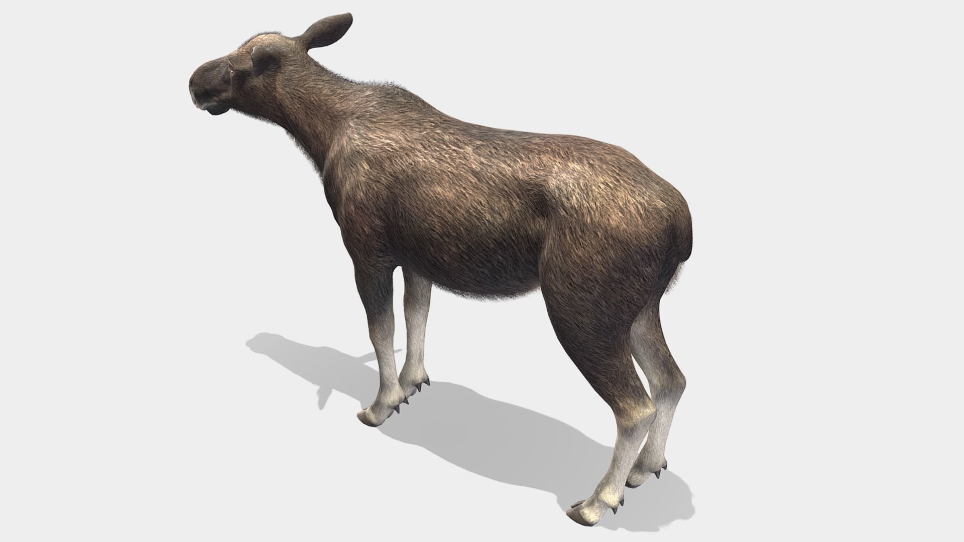 Moose - Cow Low-poly 3D model_5