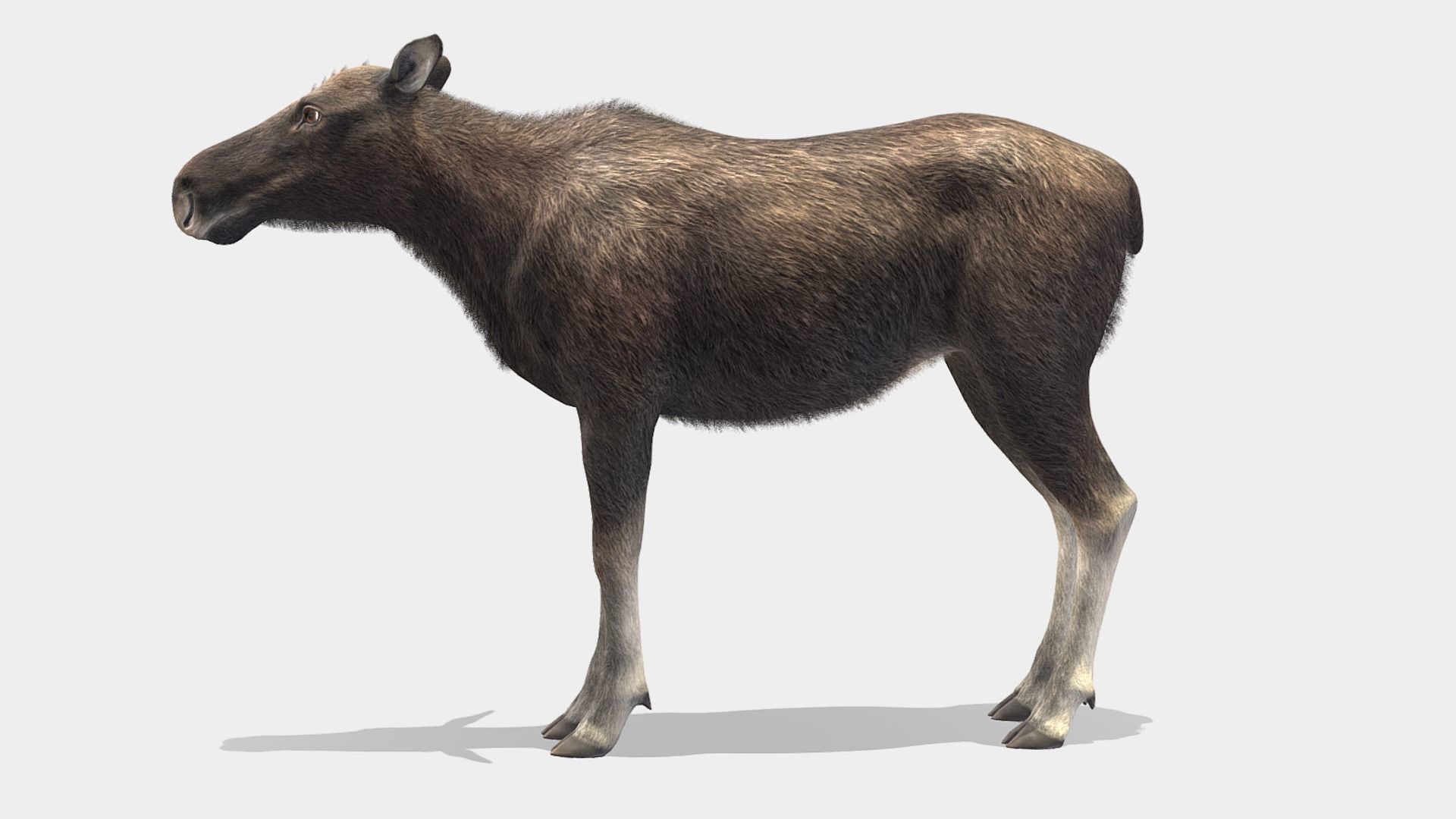 Moose - Cow Low-poly 3D model_2