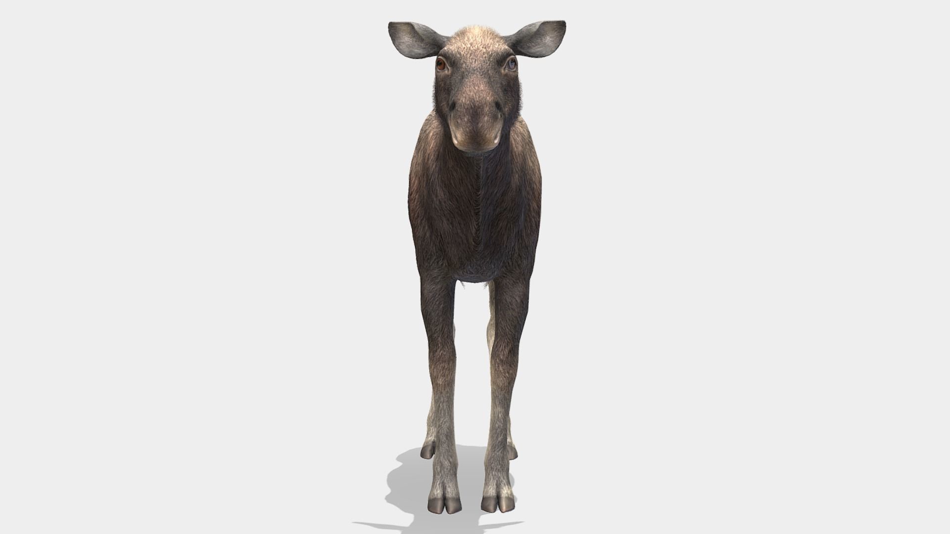 Moose - Cow Low-poly 3D model_4