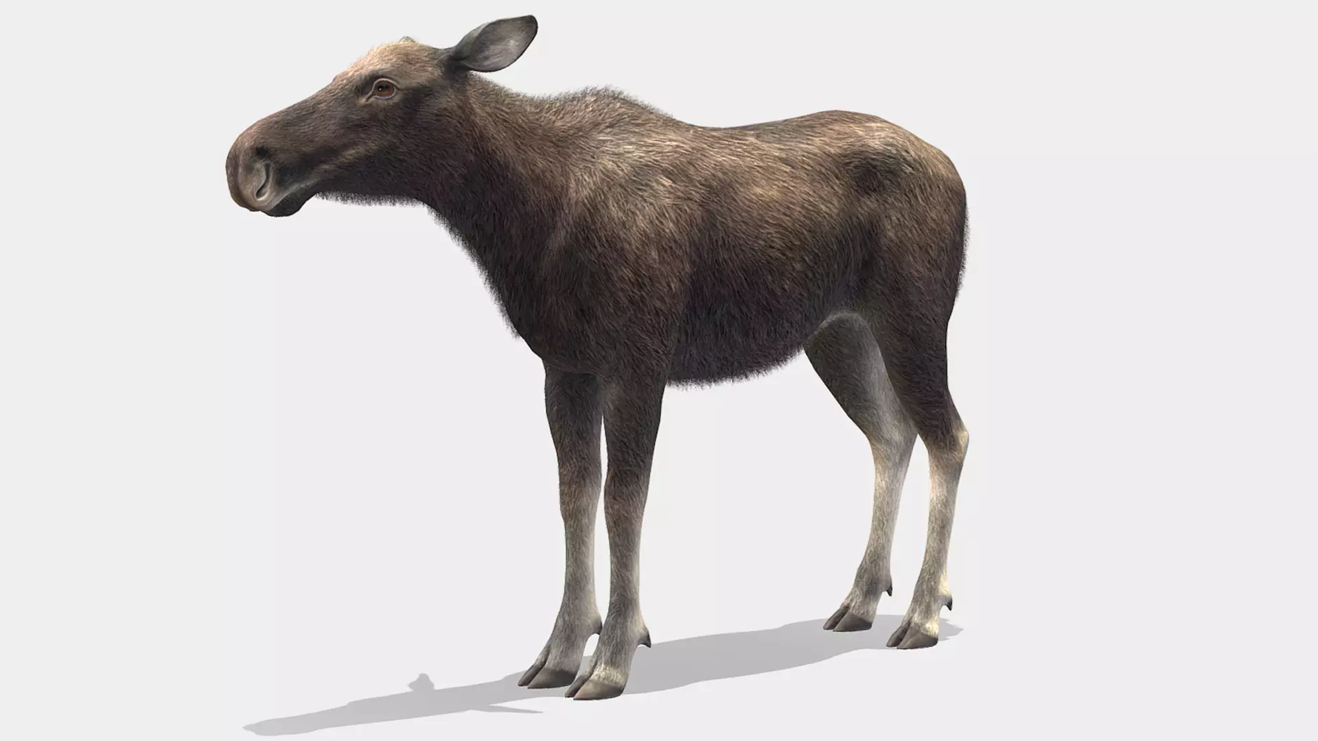 Moose - Cow Low-poly 3D model_0